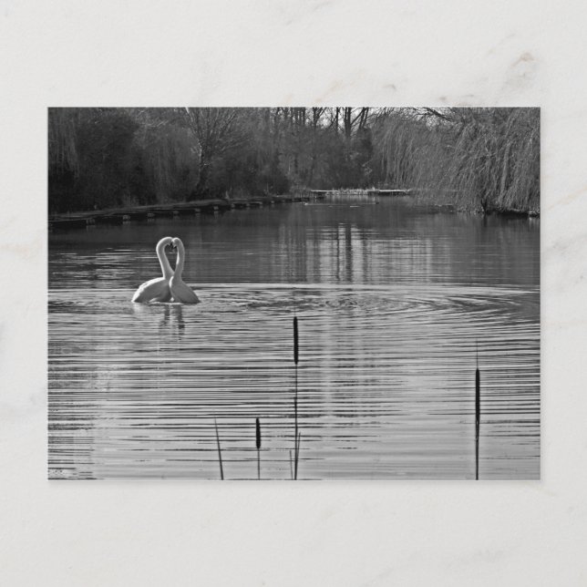 Carte Postale Courtiser les cygnes en noir et blanc (Devant)