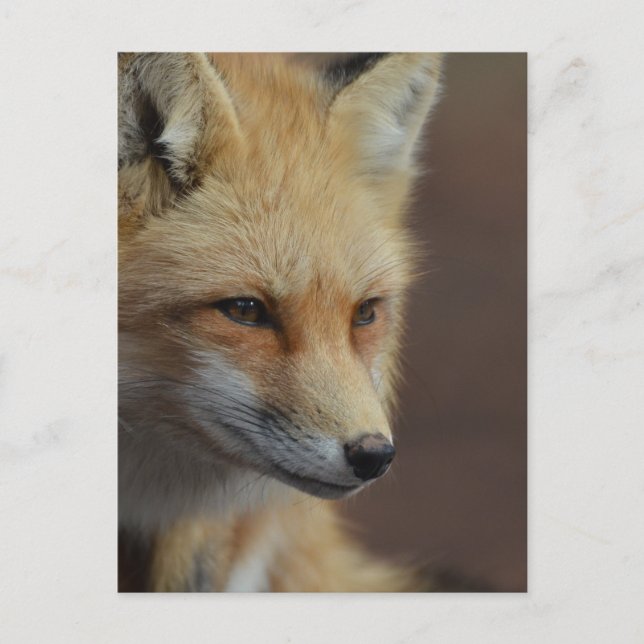 Carte Postale Couteau Renard rouge (Devant)