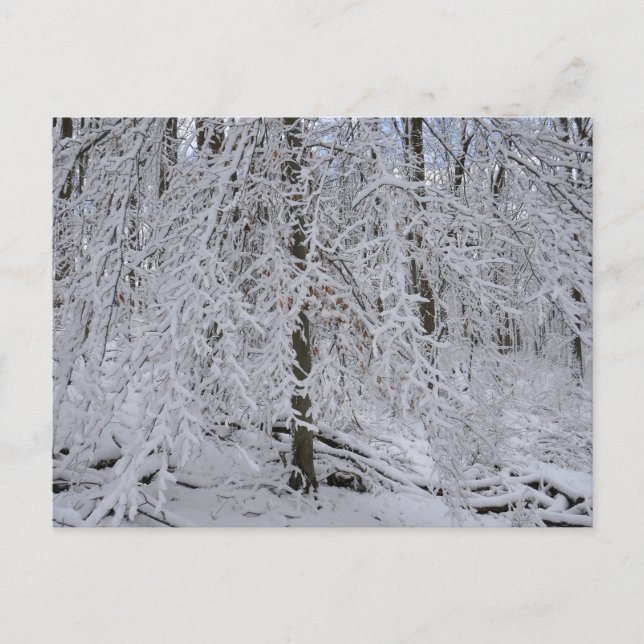 Carte Postale Couvert de bouleau enneigé (Devant)