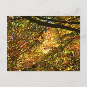 Carte Postale Couvert de feuilles d'automne I Nature jaune d'aut
