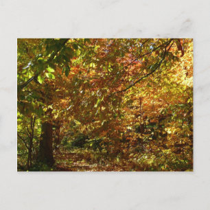 Carte Postale Couvert de feuilles d'automne II Photographie d'au