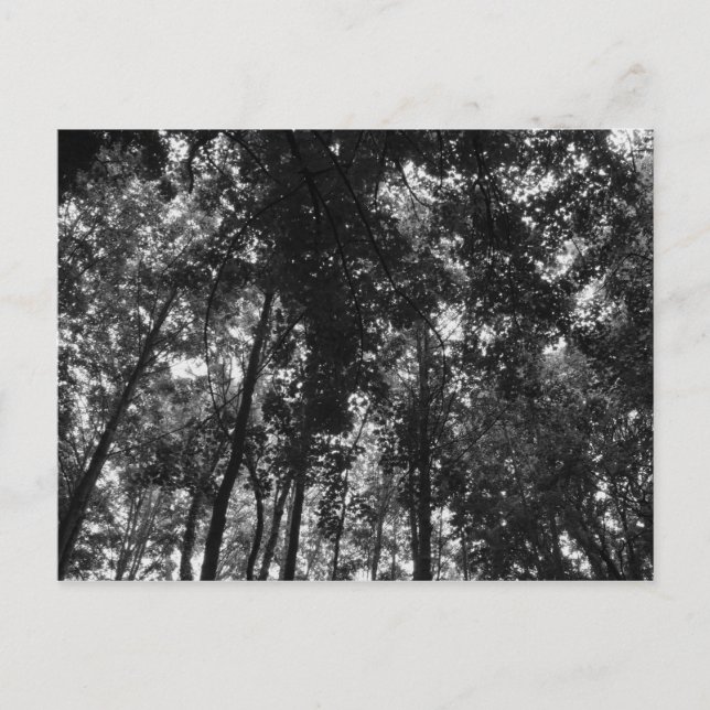 Carte Postale Couvert forestier 01 NB (Devant)