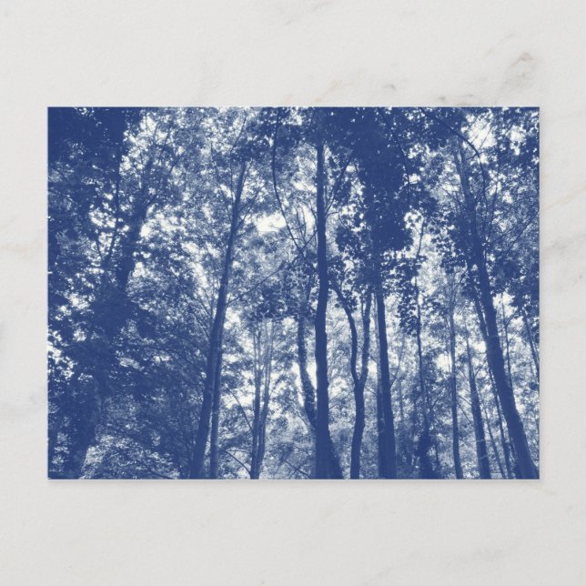 Carte Postale Couvert forestier - Effet cyanotype (Devant)