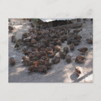 Couverture de la caille Bobwhite