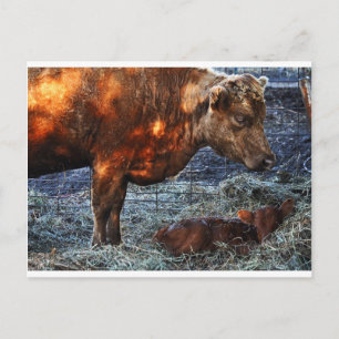 Carte Postale Cow and Calf - Postcard
