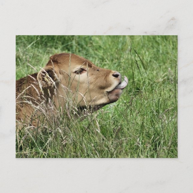 Carte Postale COW Cute (Devant)