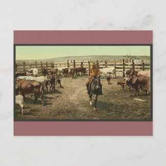 Carte Postale Cowboys et Cows