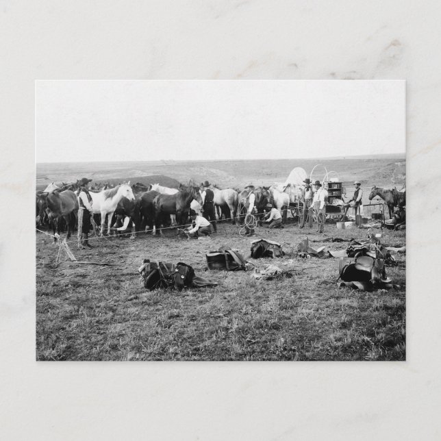 Carte Postale Cowboys Hobbling Horses : 1906 (Devant)