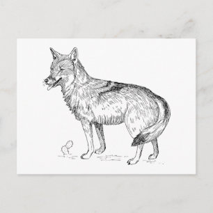 Carte Postale Coyote