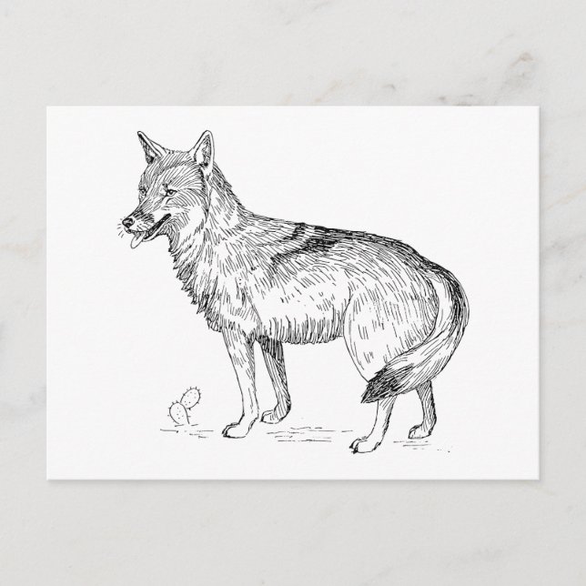 Carte Postale Coyote (Devant)