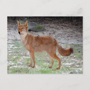 Carte Postale Coyote (Dakota du Sud)