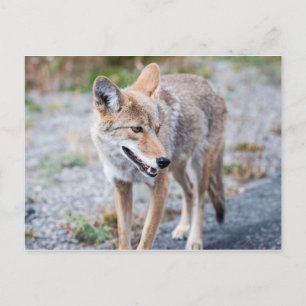 Carte Postale Coyote dans le parc national de Yellowstone