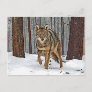 Carte Postale "Coyote Dans Les Pins"
