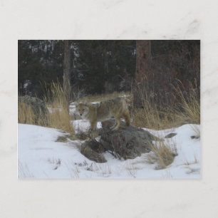 Carte Postale Coyote de neige du Colorado