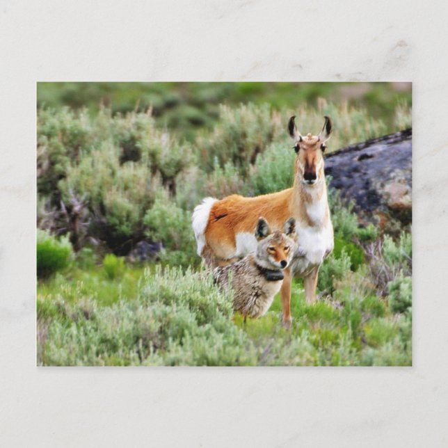 Carte Postale Coyote Et Antelope Dans Le Parc De Yellowstone (Devant)