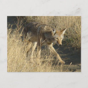Carte Postale Coyote R14 en marche
