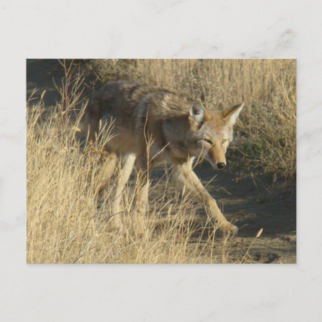 Carte Postale Coyote R14 en marche (Devant)