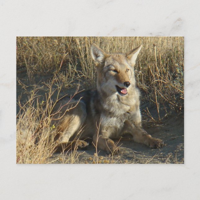 Carte Postale Coyote R18 couché (Devant)