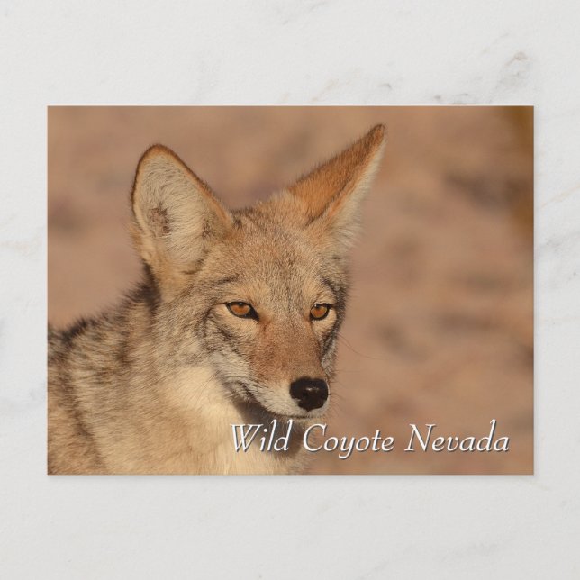 Carte Postale Coyote sauvage dans le désert du Nevada (Devant)
