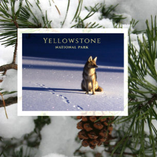 Carte Postale Coyote Solitaire dans la Neige, Empreintes Yellows