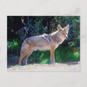 Carte Postale Coyote Stand le long d'une route