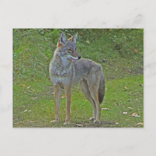 Carte Postale Coyote (vue latérale)