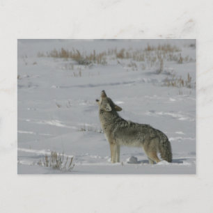 Carte postale Coyote Wildlife Series # 6