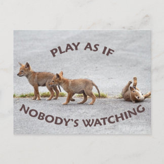 Carte Postale Coyotes de bébé jouant