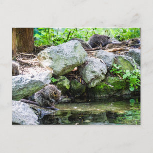 Carte postale Coypus