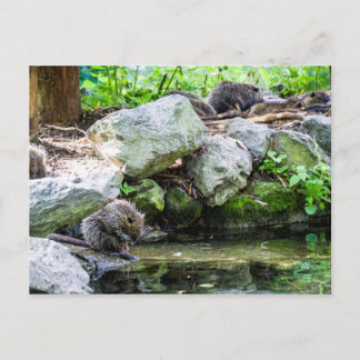 Carte postale Coypus