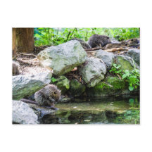 Carte postale Coypus