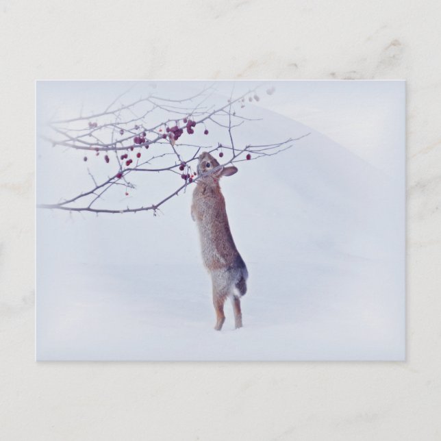 Carte Postale Crabapple Bunny - Lapin (Devant)