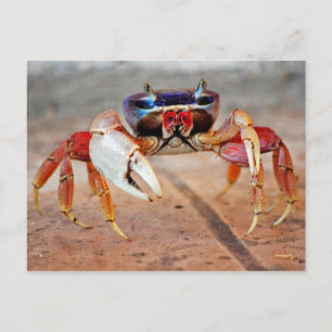 Carte Postale Crabe