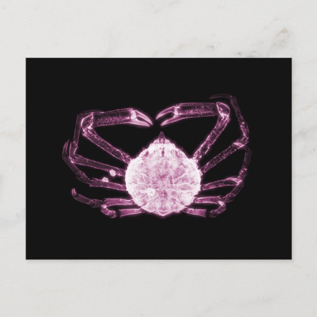 Carte Postale Crabe à rayons X (Devant)