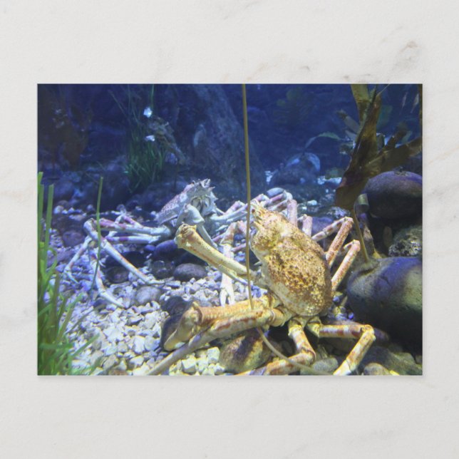 Carte Postale Crabe-araignée japonaise (Devant)