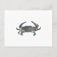 Crabe bleu "Jimmy"