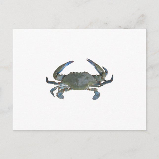 Carte Postale Crabe bleu "Jimmy" (Devant)