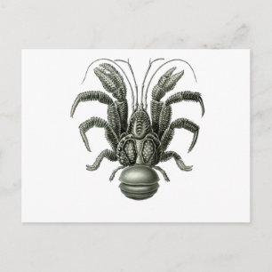 Carte Postale Crabe de coco