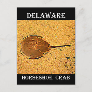 Carte Postale Crabe de fer à cheval du Delaware