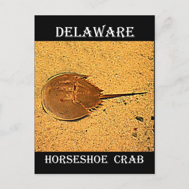 Carte Postale Crabe de fer à cheval du Delaware (Devant)