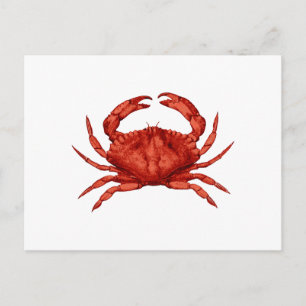 Carte Postale Crabe de Rocher Rouge (Pacifique)