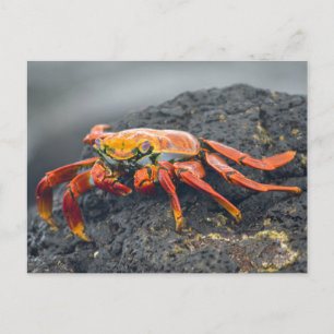 Carte Postale Crabe de Sally Lightfoot
