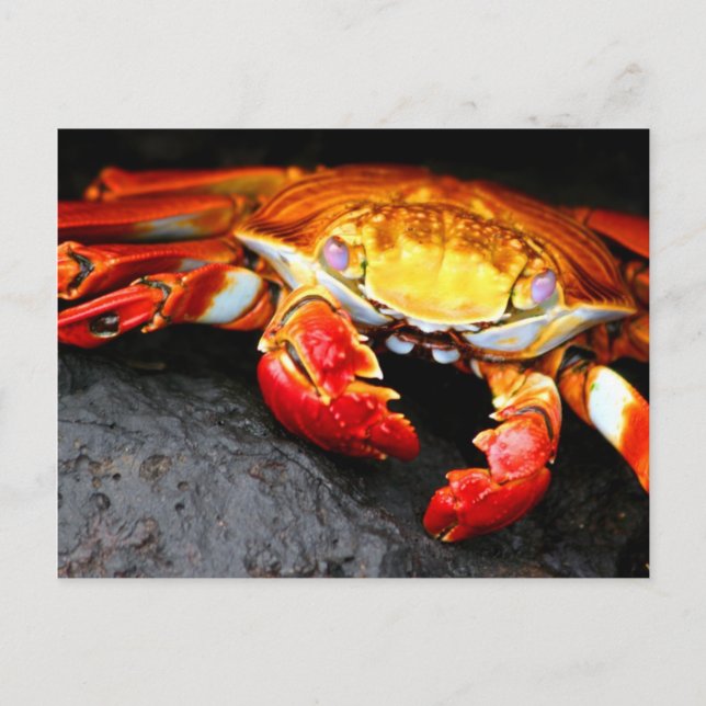Carte Postale Crabe des Galapagos (Devant)