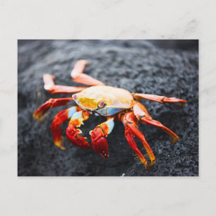 Carte Postale Crabe des pieds légers sur une roche de lave noire