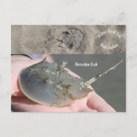 Crabe du fer à cheval de Caroline du Sud