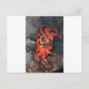 Carte Postale Crabe orange des Galapagos