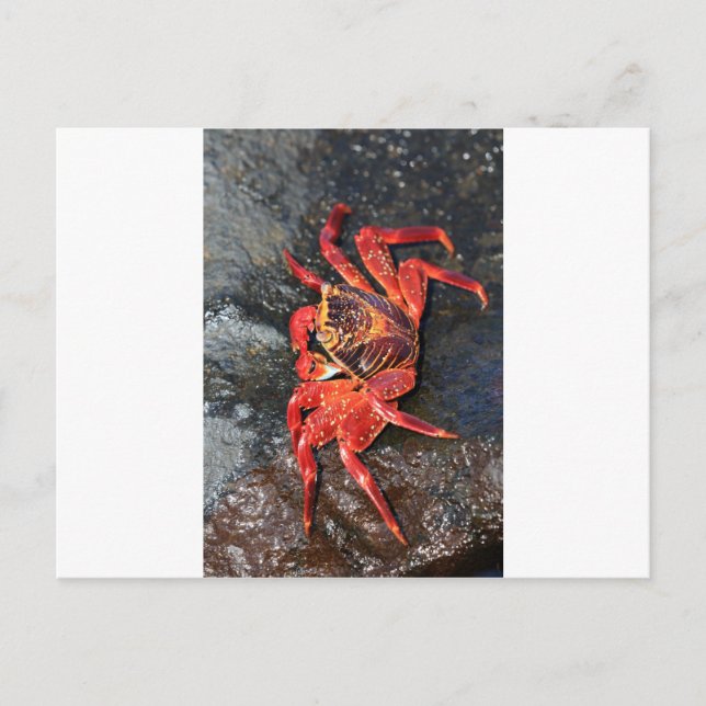 Carte Postale Crabe orange des Galapagos (Devant)