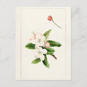 Carte Postale Crabe Pomme Fleur (Malus) peinture aquarelle