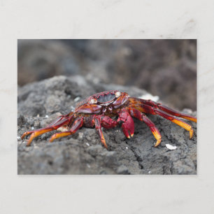 Carte Postale Crabe rouge