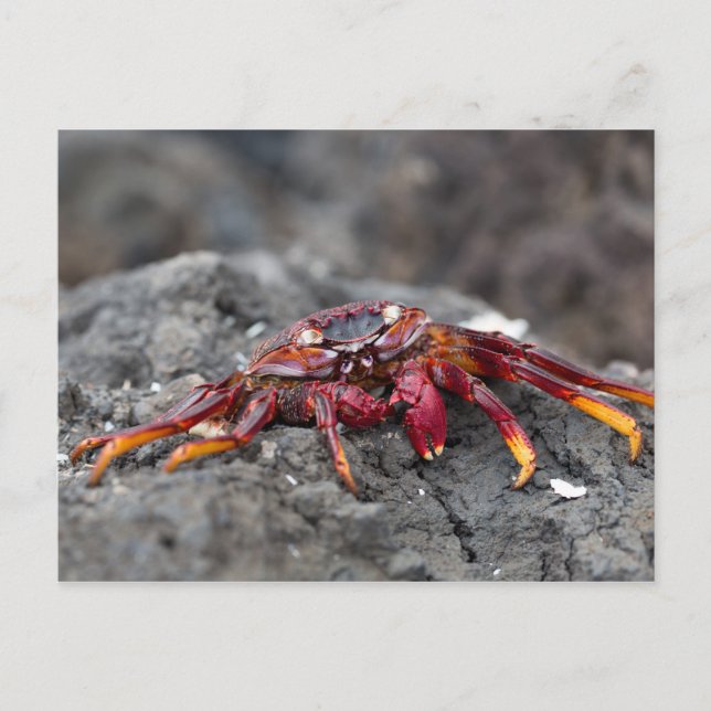 Carte Postale Crabe rouge (Devant)